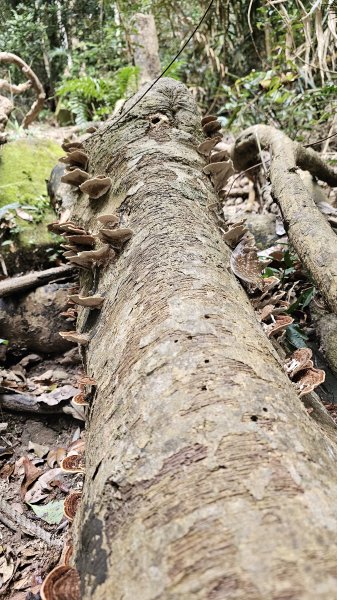 【山形暗影綽綽，我們步履不停，只為那枚海拔千尺下的獨特三角點。】小百岳#044暗影山2943619