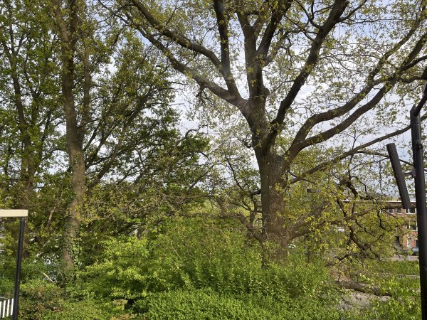 2025_0420 倫敦馬拉松順遊西歐 D2e(鹿特丹)2786188