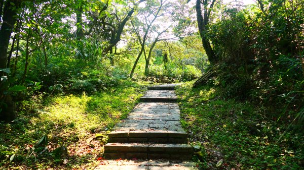 燈秤花3033227