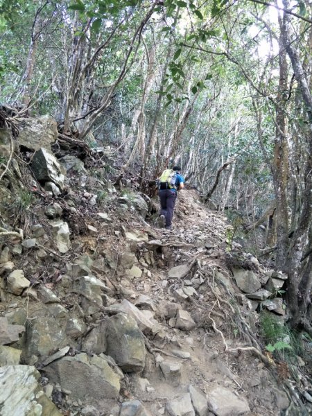 谷關七雄：八唐縱走(八仙山、唐麻丹山)1507579