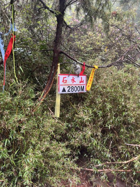 鹿林山-鹿林前山-真鹿林山-石水山-石水山基點峰 2025.5.252798431