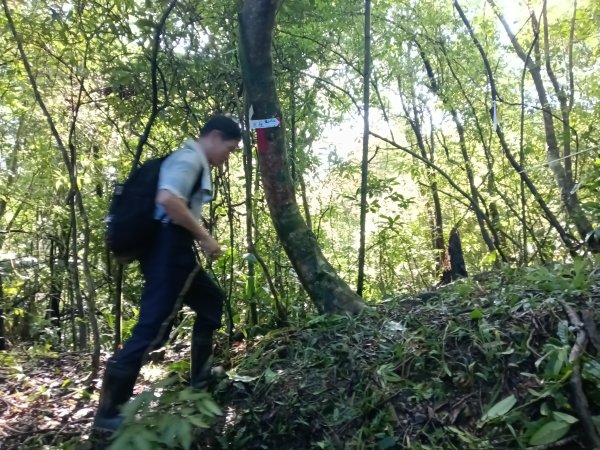 雙溪區雙坪一號橋+盤山坑山+土地公山+474峰+石硿子越嶺古道O型2936395