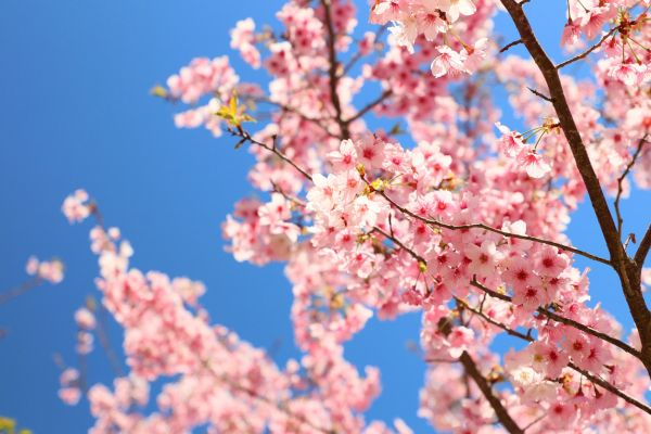 拉拉山的櫻花286495
