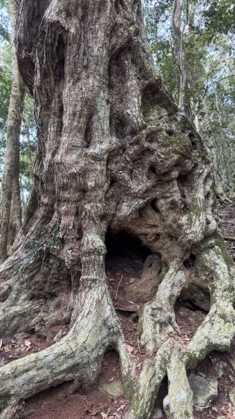 20260213 小百岳鳴海山3002950