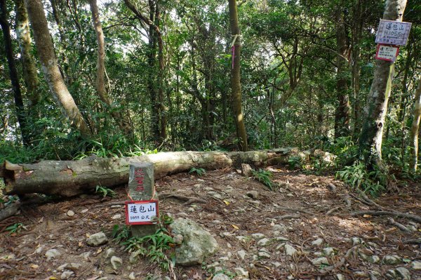 新竹 尖石 蓮包山、外鳥嘴山2914322