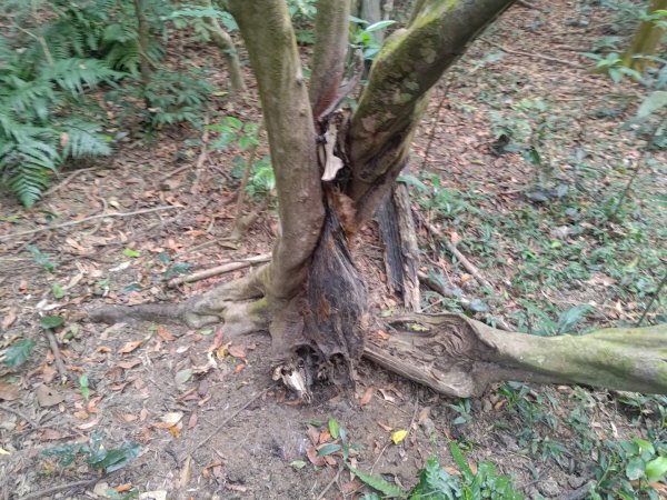 盆貿里山三盆連走2749558