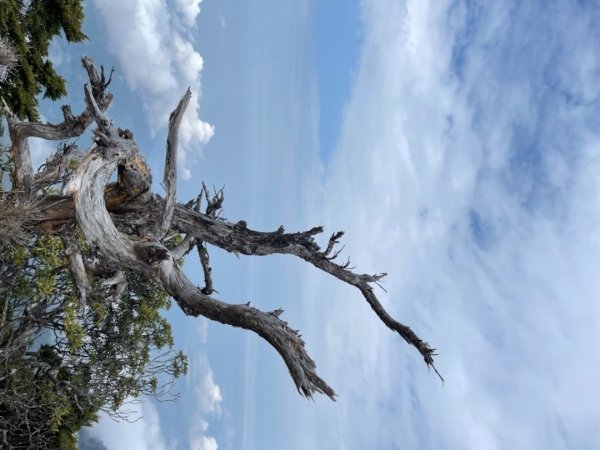 見證最美麗北大武山雲海、鐵杉1318824