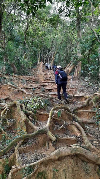 《新竹》古道巡禮｜觀日坪古道飛鳳山步道O型及關西東安古橋202111141514477