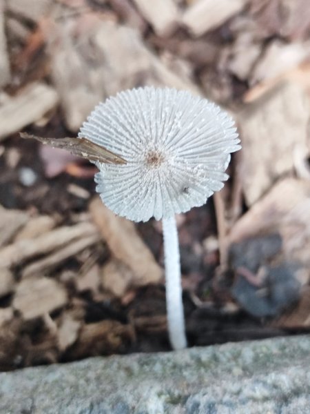 2025台北大縱走二刷2818072