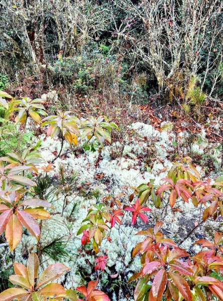 【中級山縱走】羅馬縱走，走進神木的夢幻童話森林世界2943166