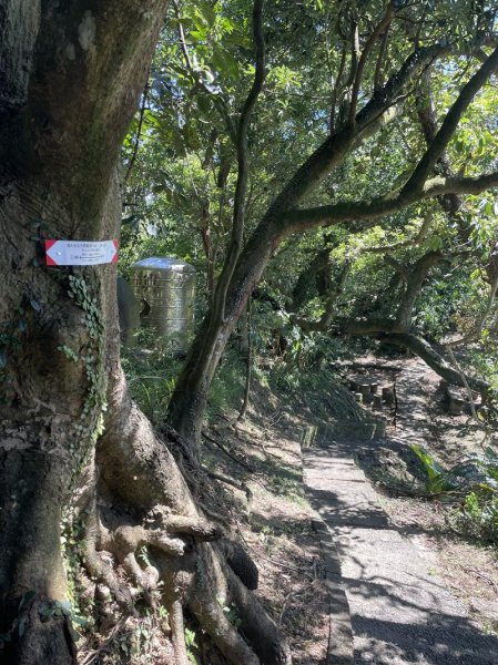 【天上山系】望月亭桐花2869367