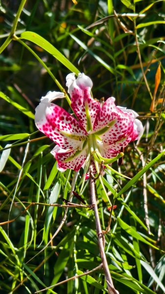 雲山水花鳥蝶-天龍國阿伯的日常 #艷紅鹿子百合 #大鳳蝶 #玉帶鳳蝶2863959