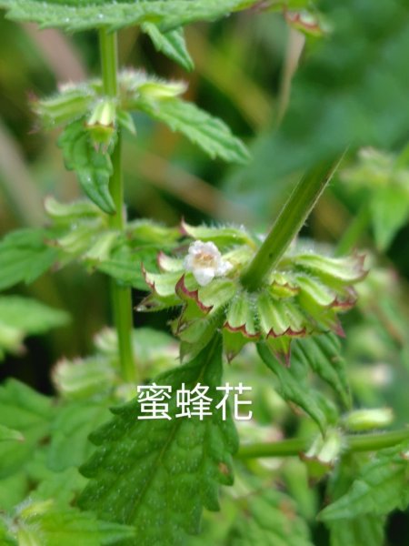 再訪雙林山、杜仔湖步道、雙子山2817928