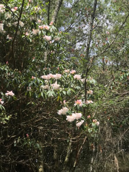 石山 草原上的高山杜鵑花紛紛爆發560327