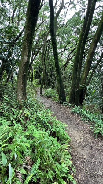 登頂領會如鳶高飛之鳶山1935693