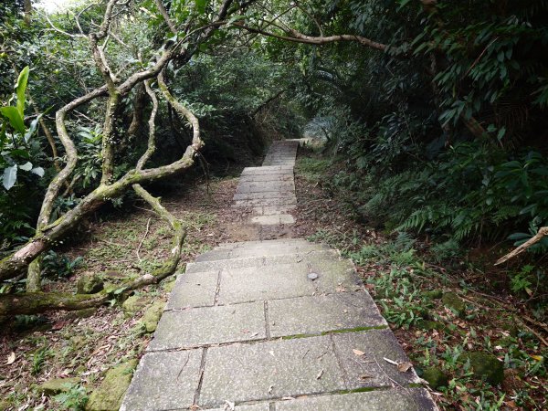 [淡蘭古道] 2026_0531 北路第一段_琉榔路步道3070565