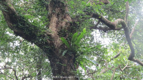 《苗栗》關刀出關｜三義關刀山出關古道(聖關段-苗56)202509052878821