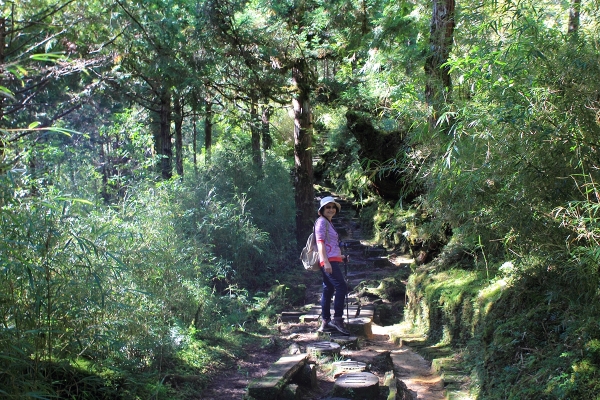 太平山檜木原始林→鐵杉林步道P型261448