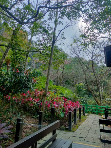 桐花公園、步道1637260