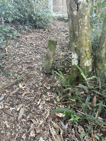 20251207藤枝山步道2957625