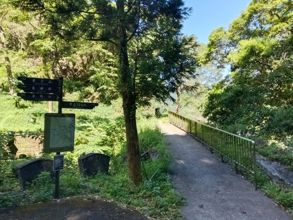 平溪區慈恩嶺+慈母峰探找艷紅鹿子百合花影2870225