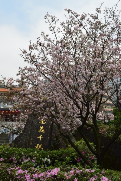 淡水天元宮16017