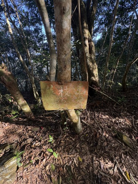 20251207藤枝山步道2957640