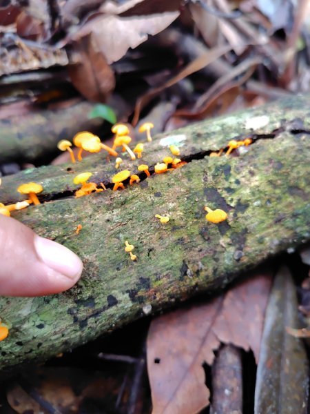 矢場谷山連走勃子山2804971