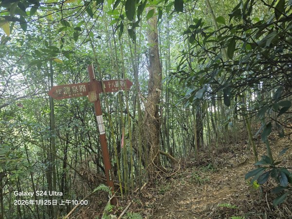 2026-01-25微笑山線：【天上山系】望月亭桐花段2988218