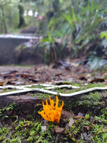 稍來小雪山國家步道、船型山、鞍馬山、鞍馬山東北峰、天池、雪山神木2799678