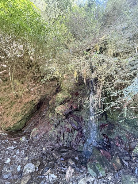 230林道糜爛去    2025.2.28-3.12733775