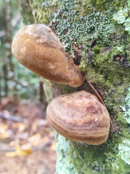 谷關老八阿冷山2699797