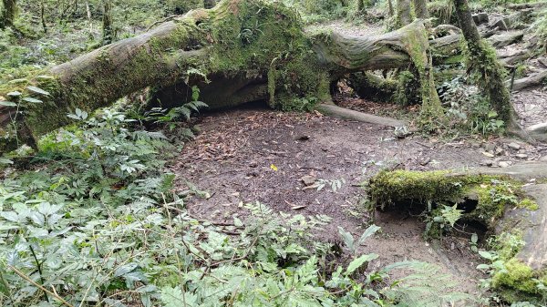 棲松縱走未竟2918314