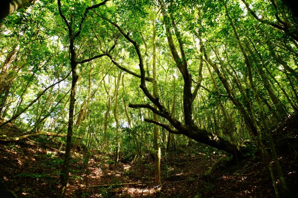新竹 尖石 道下山、牛欄坑山、大混山3064754