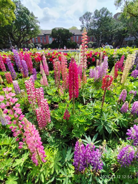 內湖運動中心→勞工保險局→南門市場→台灣電力公司→國立臺灣大學2734282