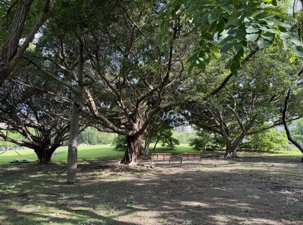 [2026臺北健走趣-05/50] 2026_0712_美崙公園3097864