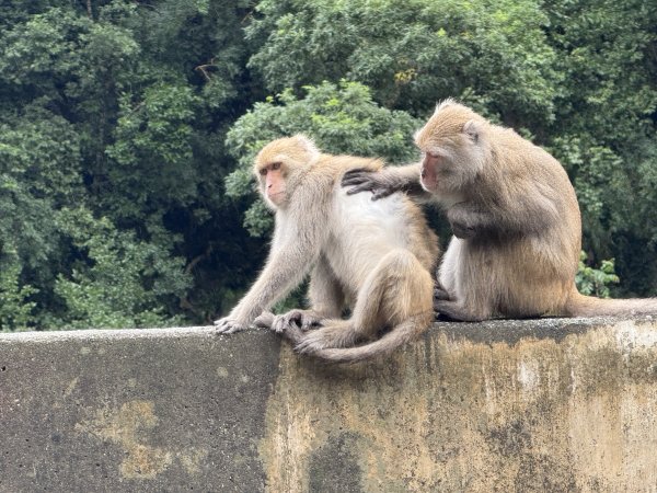 登仙橋賞猴2704787