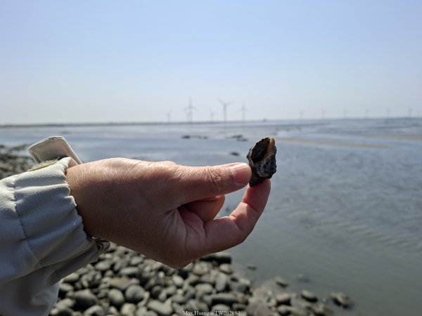 《彰化》海中步道｜漢寶濕地芳苑濕地健行賞鳥202603153016760