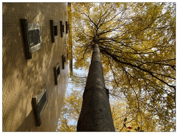 小葉欖仁/黃金雨1634899