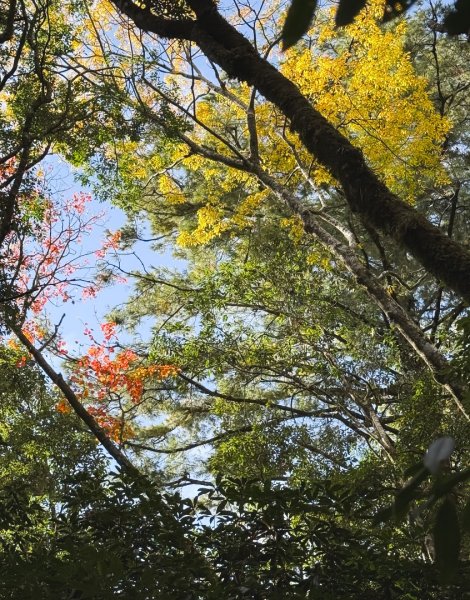 鳶嘴稍來步道賞楓季 ，大雪山門票優惠到12/31！2969568