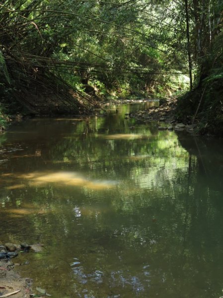 澀水森林步道(+水上瀑布)2915729