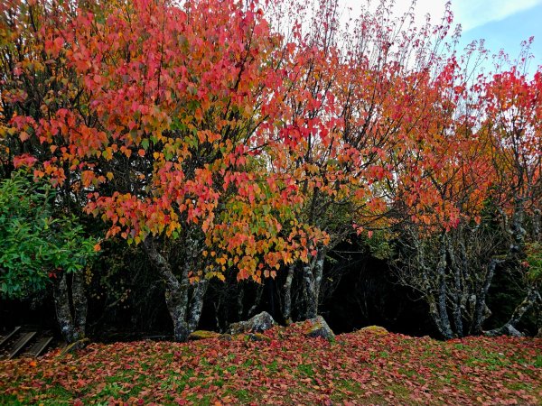 台灣難抵極與祝山觀日步道(小笠原山) - 2024嘉遊好步道．來嘉走走2670126