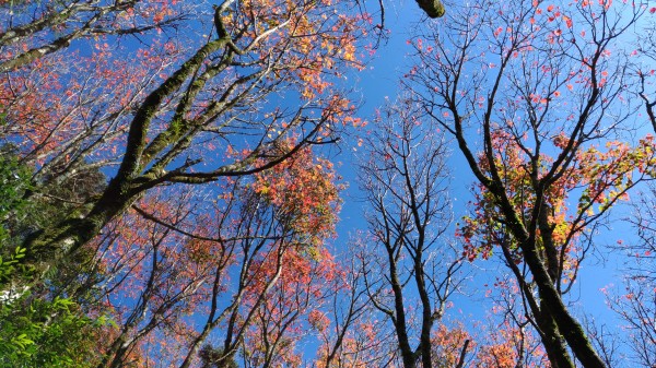 大地紅毯~~稍來山238410