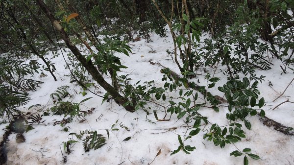 2021元旦瑞雪兆豐年內鳥嘴山追雪成功1222726