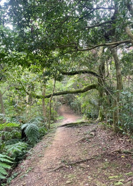 微笑山⛰️線-大棟-二格山-五分山-天上山-鳶山💎12條步道完成💙2834166