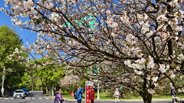 #中山樓 #陽明公園 #十八份 #吉野櫻 #墨染櫻（花葉同開/右側/左側大寒櫻） 3/113013211