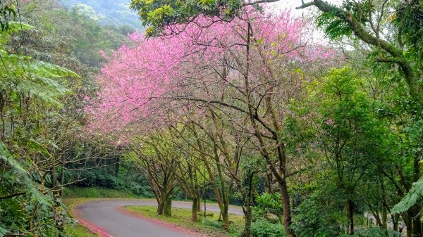 大尖山,四分尾山,勤進路1630946