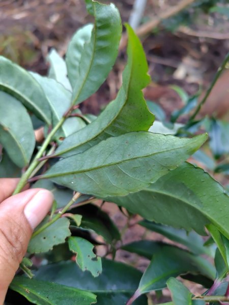 長壽山、肥崠山、醜崠山、大崠山、大崠山經建版2931932