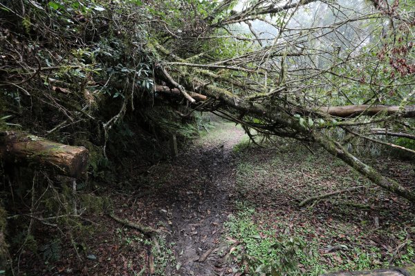 光輝十月─被遺忘的新台幣431505