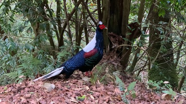 【百岳】大、中、小霸尖山、伊澤、加利、耶巴奧，68公里的長征2120635